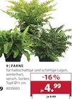 Aktuelles Farne Angebot bei Dehner Garten-Center in Duisburg ab 4,99 €