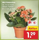 Mini Kalanchoe im aktuellen Netto Marken-Discount Prospekt