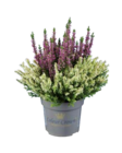 Lidl - Heidekraut (Calluna Colour Crown) Angebot im Prospekt Heidekraut (Calluna Colour Crown) bei Lidl im Prospekt "" für 2,99 €