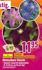 Kletterpflanze Clematis Angebot in Essingen Kletterpflanze Clematis im aktuellen Prospekt bei Hornbach in Essingen