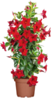 Dipladenie Sundevillea Pyramide von GROW by OBI im aktuellen OBI Prospekt