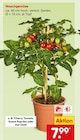 Aktuelles Cherry Tomato Angebot bei Netto Marken-Discount in Krefeld ab 7,99 €