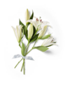 Lilien oriental bei Kaufland im Prospekt "" für 2,99 €