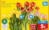 Tulpen Angebote bei Netto Marken-Discount Leverkusen für 5,00 €