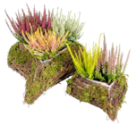 Calluna Garden Girls im Angebot bei Thomas Philipps in Brühl Calluna Garden Girls Angebote bei Thomas Philipps Brühl für 1,11 €