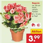 Begonie im Angebot bei Netto Marken-Discount in Rottenburg Begonie Angebote bei Netto Marken-Discount Rottenburg für 3,99 €