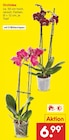 Orchidee Angebote bei Netto Marken-Discount Solingen für 6,99 €