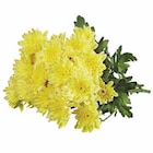 Chrysanthemen Angebote bei Lidl Wuppertal für 2,49 €