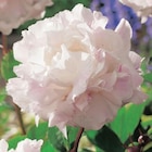 Botanic Villefranche-sur-Saône - Promo Pivoine Shirley Temple - Le pot de 1 litre Promo Pivoine Shirley Temple - Le pot de 1 litre à 7,49 € dans le catalogue Botanic à Villefranche-sur-Saône