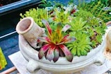 Aktuelles Hauswurz Sempervivum Angebot bei Hellweg in Essen ab 9,99 €