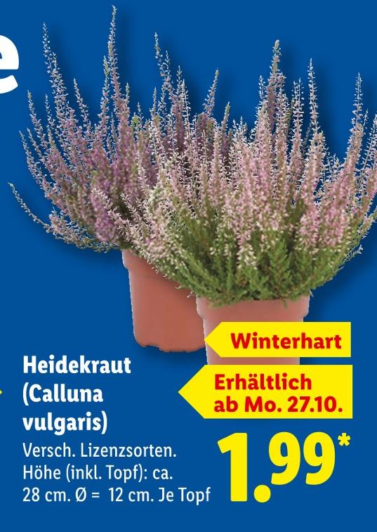 Heidekraut (Calluna vulgaris)