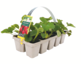 Erdbeerpflanzen im Angebot bei toom Baumarkt in Ludwigshafen Erdbeerpflanzen Angebote bei toom Baumarkt Ludwigshafen für 1,29 €