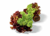 Salat mit Wurzelballen bei Netto Marken-Discount im Prospekt "" für 1,00 €
