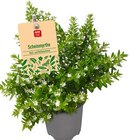 Scheinmyrthe Cuphea im Angebot bei REWE in Memmingen Scheinmyrthe Cuphea Angebote von REWE Beste Wahl bei REWE Memmingen für 1,99 €