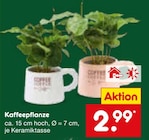 Aktuelle Pflanzen Angebote bei Netto Marken-Discount in Mönchengladbach Aktuelles Kaffeepflanze Angebot bei Netto Marken-Discount in Mönchengladbach ab 2,99 €