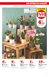 Offre Orchidée dans le catalogue Super U du moment à la page 7