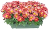 Chrysanthème américain unicolore - Lidl à Chartres Chrysanthème américain unicolore en promo chez Lidl Chartres à 13,99 €
