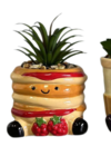 Succulente Pancake modèle en promo chez B&M Succulente Pancake modèle dans le catalogue B&M