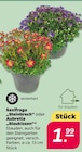 Saxifraga „Steinbrech“ oder Aubretia „Blaukissen“ bei Netto mit dem Scottie im Halle Prospekt für 1,99 €