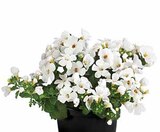 Schneeflockenblume im Angebot bei Dehner Garten-Center in Fellbach Schneeflockenblume Angebote bei Dehner Garten-Center Fellbach für 2,29 €