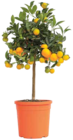 Orangenbaum, Citrus mitis âCalamondinâ im Netto Marken-Discount Prospekt Orangenbaum, Citrus mitis âCalamondinâ von im aktuellen Netto Marken-Discount Prospekt fĂŒr 36,99 âŹ