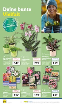 Orchidee im Lidl Prospekt "LIDL LOHNT SICH" mit 62 Seiten (Bremen)