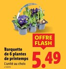 Barquette de 6 plantes de printemps dans le catalogue Lidl