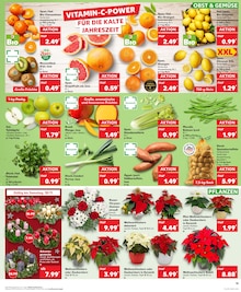 Chrysantheme im Kaufland Prospekt "Aktuelle Angebote" mit 33 Seiten (Nürnberg)