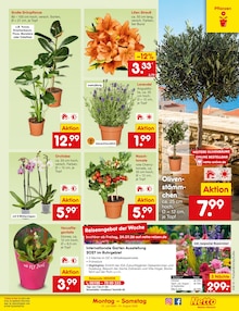 Blumen im Netto Marken-Discount Prospekt "Aktuelle Angebote" mit 76 Seiten (München)