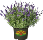 Aktuelle Blumen Angebote bei Globus-Baumarkt in Jena Aktuelles Purpur-Sonnenhut Angebot bei Globus-Baumarkt in Jena ab 14,99 €