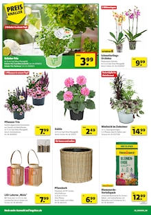 Gartenerde im aktuellen Hagebaumarkt Prospekt (Salzgitter) Gartenerde im Hagebaumarkt Prospekt "HIER GRILLT DEIN BESTPREIS" mit 16 Seiten (Salzgitter)