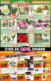 Norma Amaryllis im Prospekt 