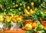 Zitrone Angebote bei Garten-Center Nordharz GmbH & Co. KG Lehrte für 34,99 €