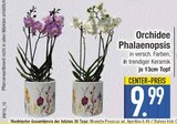 Orchidee Phalaenopsis von  im aktuellen EDEKA Prospekt für 9,99 €