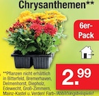 Aktuelle Chrysantheme Angebote bei Zimmermann in Bremen Aktuelles Chrysanthemen Angebot bei Zimmermann in Bremen ab 2,99 €