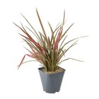 Phormium à Truffaut dans Le Chesnay Phormium à Truffaut dans Le Chesnay