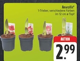 Amaryllis bei EDEKA im Grünsfeld Prospekt für 2,99 €