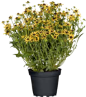 Sonnenhut im Angebot bei OBI in Leverkusen Sonnenhut Angebote von GROW by OBI bei OBI Leverkusen für 8,99 €