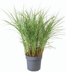 Pennisetum - Lidl à Rouen Pennisetum en promo chez Lidl Rouen à 5,99 €