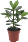 Plantes vertes - GARDENLINE dans le catalogue Aldi