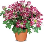 Chrysantheme bei Netto Marken-Discount im Prospekt "" für 2,49 €