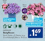 Beetpflanzen von GARDENLINE für 1,69 € bei ALDI SÜD im Angebot Beetpflanzen von GARDENLINE im aktuellen ALDI SÜD Prospekt