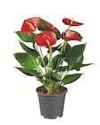 Aktuelles Anthurium andraeanum Angebot bei Lidl in Ulm ab 4,99 €