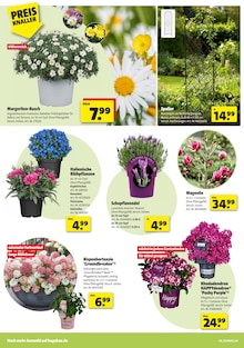 Hortensie im Hagebaumarkt Prospekt "VERSCHÖNERE MIT UNS DEINEN GARTEN" mit 16 Seiten (Mainz)