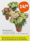 Hortensien bei tegut im Prospekt "" für 14,99 €