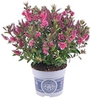 Hebe All Blooms für 2,99 € bei Penny im Angebot Hebe All Blooms im aktuellen Penny Prospekt