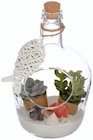 Succulentes en bouteille en promo chez Lidl Poitiers à 9,99 €