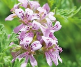 Géranium odorant citronnelle en promo chez Delbard Montreuil à 4,99 €