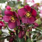 Hellébore (ou Rose de Noël) HGC Ice N'Roses Red violet - Le pot de 2 litres - BOTANIC® - Botanic Hellébore (ou Rose de Noël) HGC Ice N'Roses Red violet - Le pot de 2 litres - BOTANIC® à 14,99 € dans le catalogue Botanic