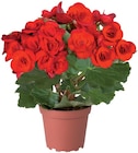 Plante fleurie mix à 2,99 € dans le catalogue Lidl